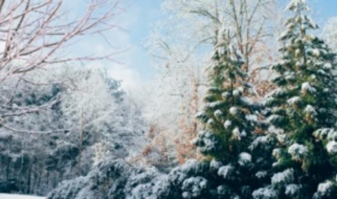 Winter Forest