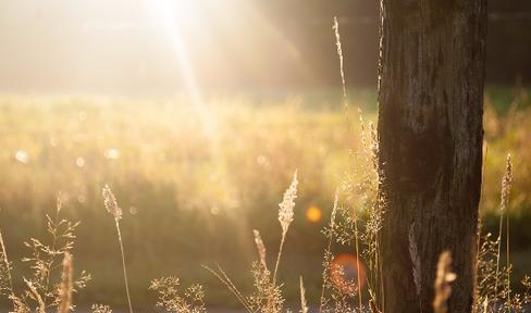 Ask the MD: Parkinson’s Disease and Melanoma